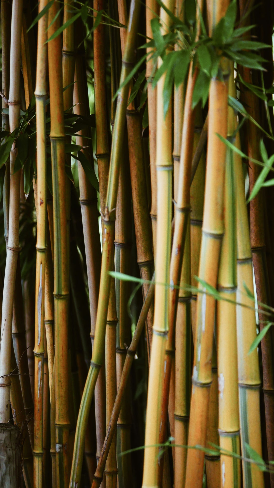 Bamboo plants